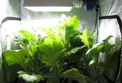 What Is the Best Grow Light Power?
