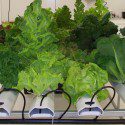 Best Indoor Garden Starter System