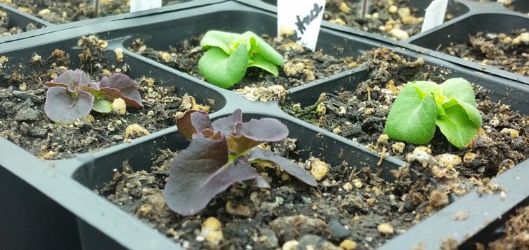 Best Lettuce Sprouting Method?