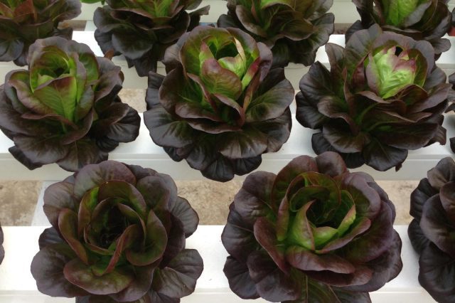 Salanova: Best Lettuces to Grow