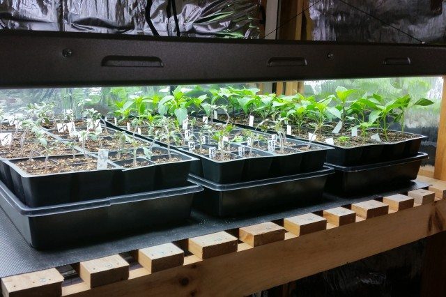 Best Way to Start Seeds