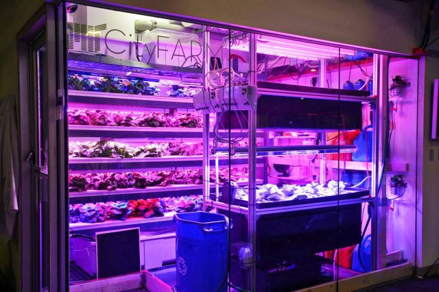 Big Box Enters Vertical Farming: MIT & Target CoLab
