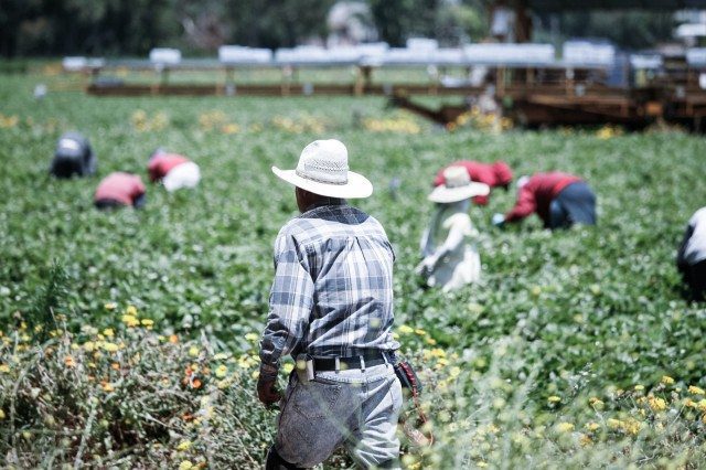 Big Food: Produce Sweat Shops