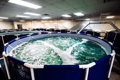 Biofloc Saltwater Aquaponics Indoor Shrimp Farming in Urban Greenville, SC