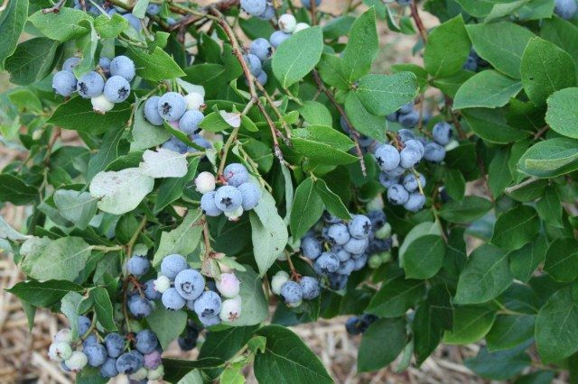 Blueberries: Grow Your Own Fruit