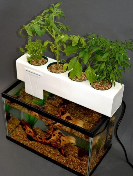Image result for aquaponics in aquarium