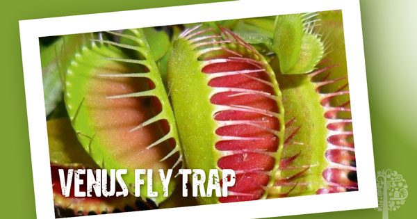 venus fly trap
