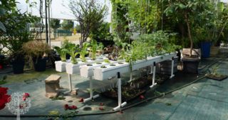 Going With The Flow An Interview With Hydroponics Guru William Texier