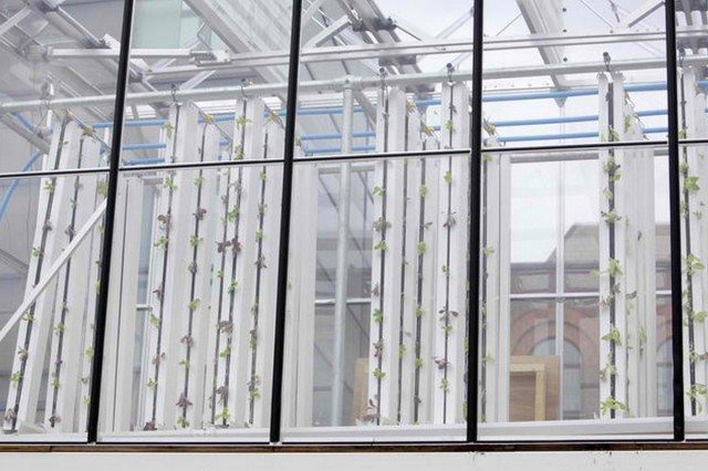 Growing Mobile: Box Top Urban Farming