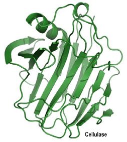 Cellulase - One of many enzymes for plants.