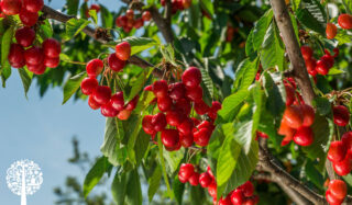 Numerous red cherries hang from several branches of a fruit tree.