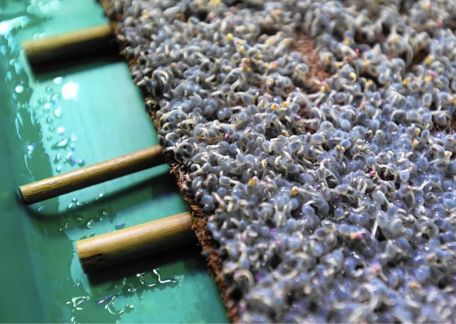 City-Hydro: Vertical Farming Microgreens at Home