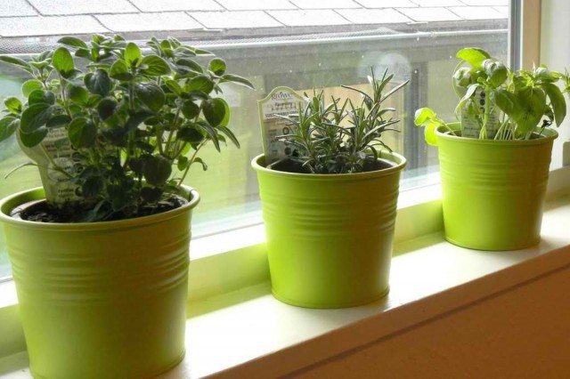 Container Growing Herbs Indoors