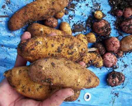 You can get an amazing homegrown harvest of potatoes from a container.