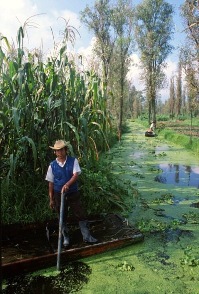 Corn Growing: Xochimilco Chinampas