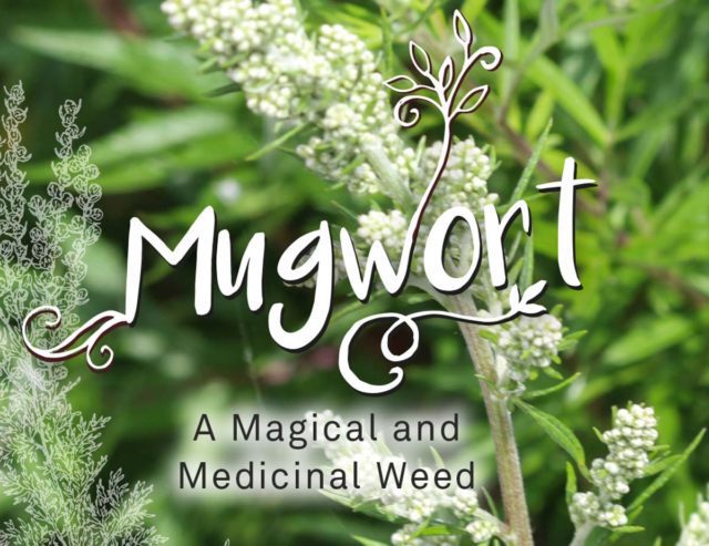 mugwort