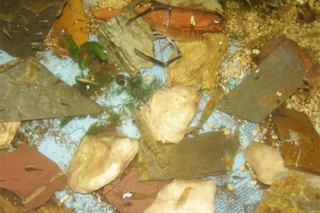 Crayfish a.k.a. Prawns in Aquaponics System