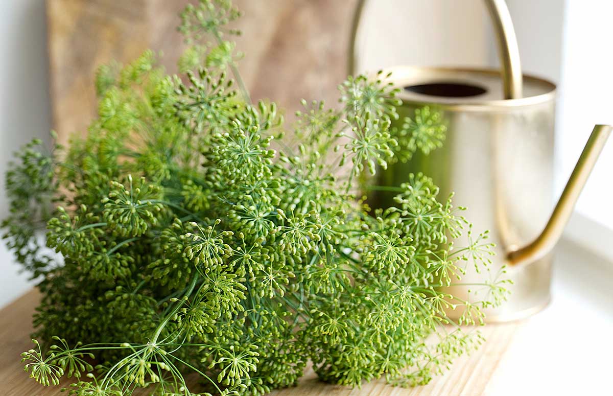 dill how to grow