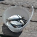 Make your own! DIY Fish Fertilizer from fresh catch or scraps is the best all natural plant food.