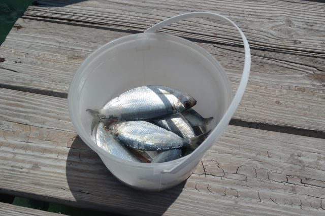 Make your own! DIY Fish Fertilizer from fresh catch or scraps is the best all natural plant food.