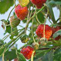 Homegrown Strawberries: DIY Hydroponic Tower Garden