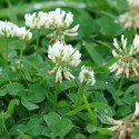 Edible Weeds: White Clover