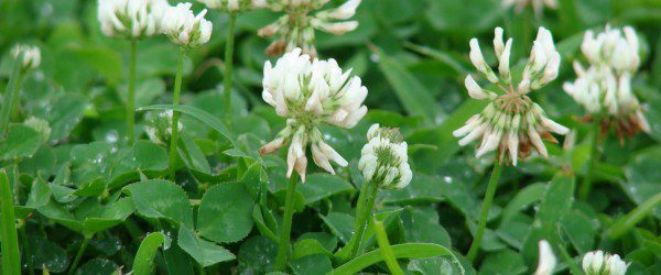 Edible Weeds: White Clover