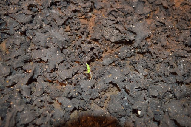 Fake Human Feces + Fake Mars Soil Grows Safe Food?