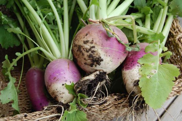 Turnips: Fall Planted Garden Crops