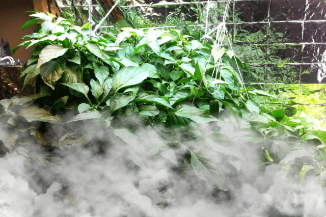 Fogponics: Incredible Root Growth & Fruits