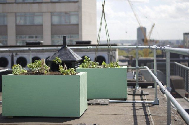 Fortnum's Piccadilly Rooftop Garden