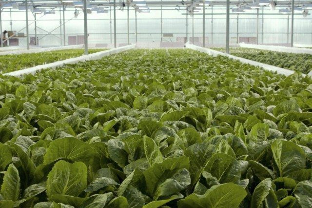 Future Farm: Sustainable Hydroponics