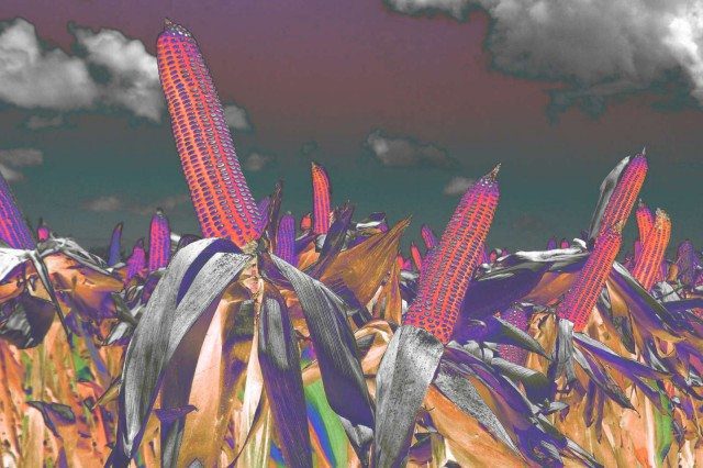 GMO Right To Know Dismissal