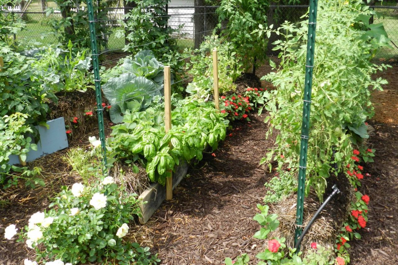 The Benefits Of Straw Bale Gardening Garden Culture Magazine