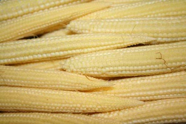 Grow Corn Indoors... Really?