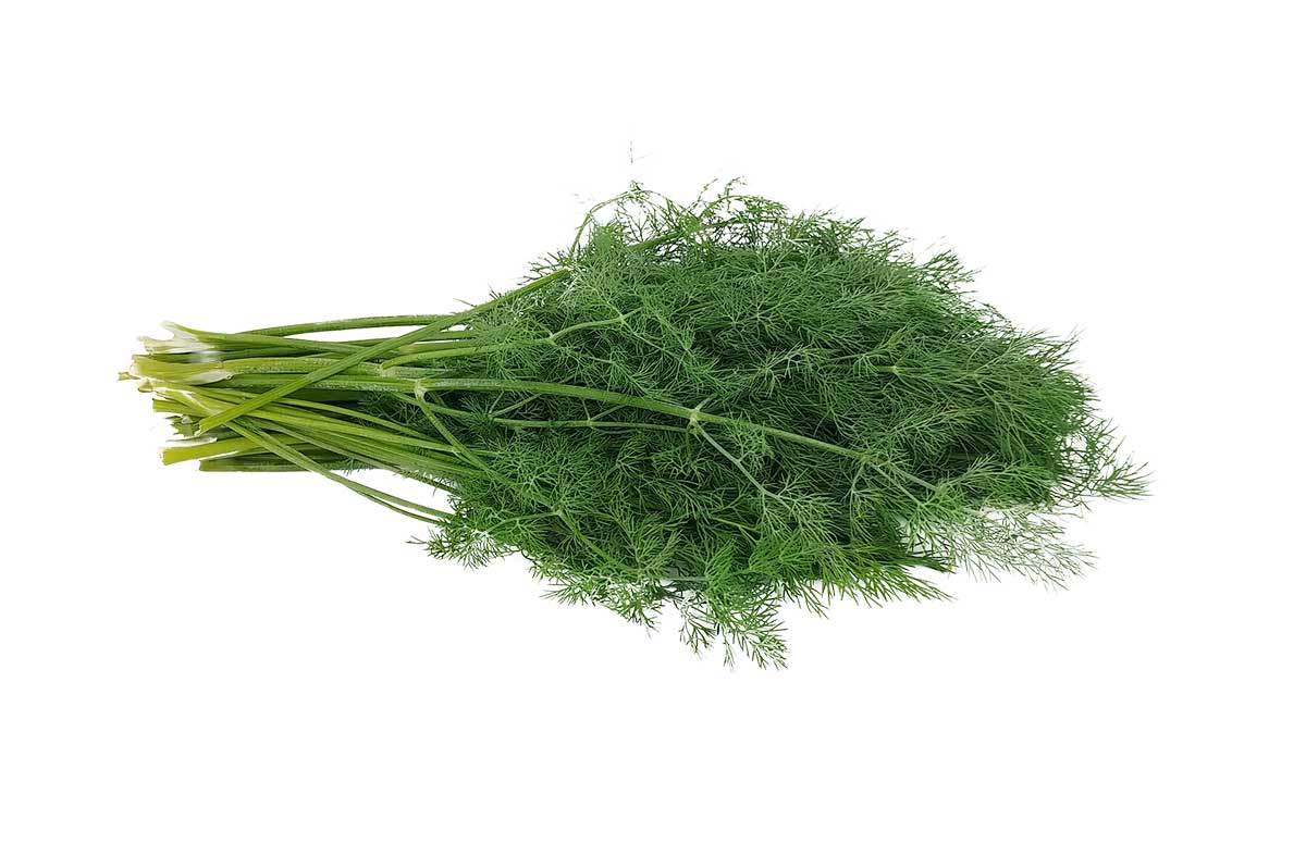Dill how to grow