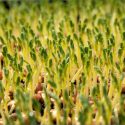 A field of microgreens that are growing strong