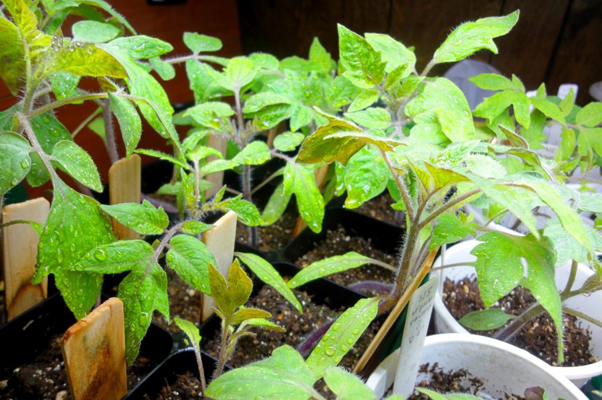 10 Tips for Better Indoor Garden Control | Garden Culture Magazine