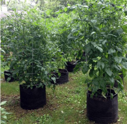 Grow tastier tomatoes in containers using fabric pots and real soil.