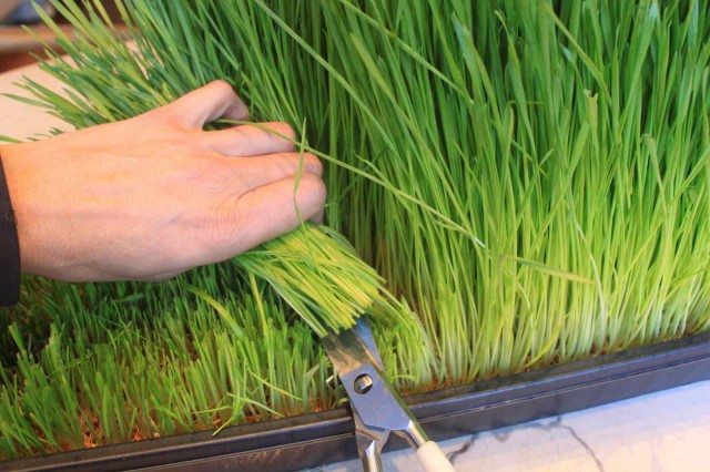 Grow Wheatgrass with More Nutrition