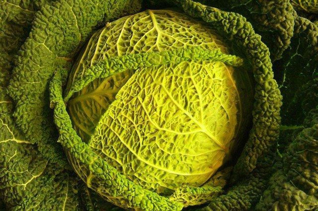 Grow Your Own Cabbage: Hydroponic Gardening