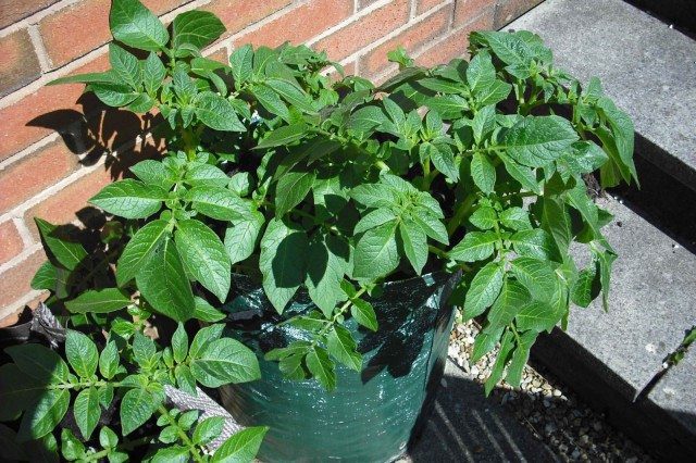 Grow Your Own Potatoes - Anywhere!