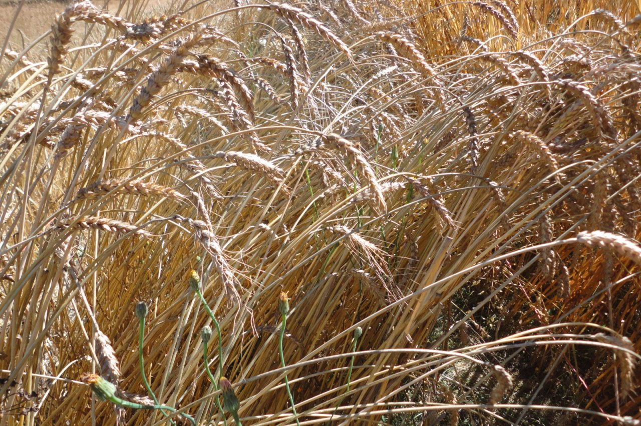 Red Fife: Grow Your Own Wheat