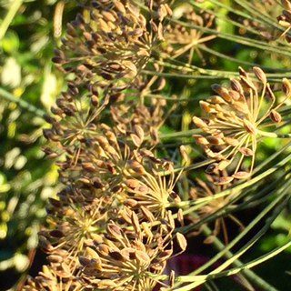 Growing Dill for Edible & Healing Seed