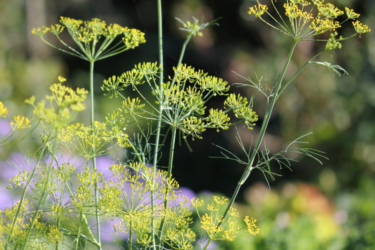 Growing Dill: Tasty Herb with Health Benefits
