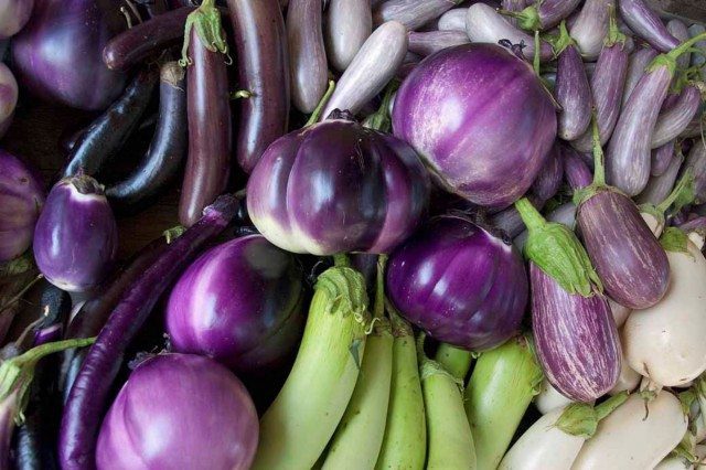 How To Grow Eggplant Indoors