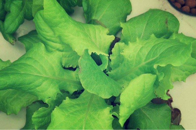 Growing Lettuce Indoors