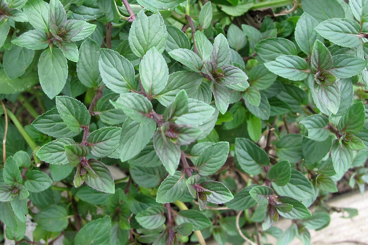 Growing Mint Garden Culture Magazine