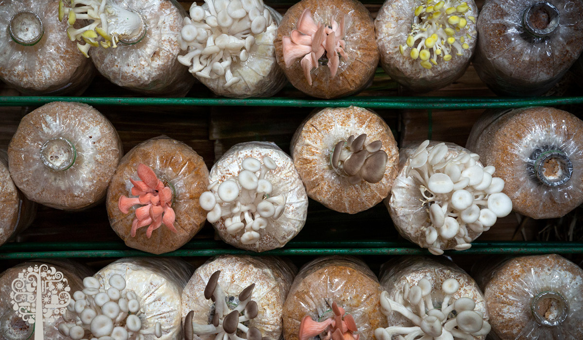 Mushroom Growth Cycles Using Fruiting Bags | Garden Culture Magazine