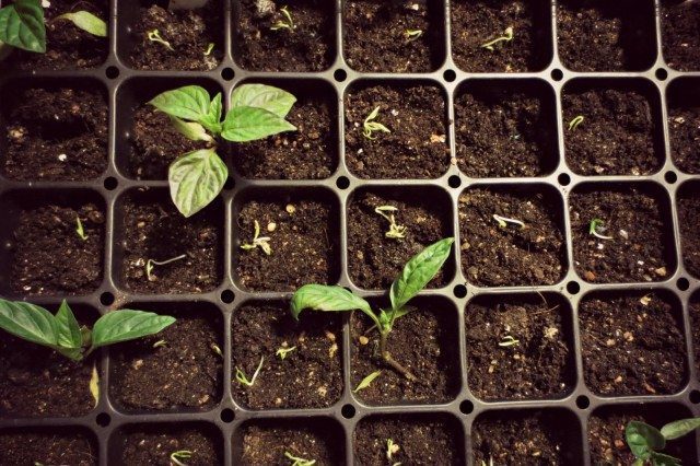 Growing Peppers from Seed